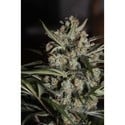 Auto Whiteberry (Paradise Seeds) femminizzata