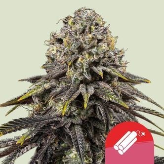 Dynamite Diesel (Royal Queen Seeds) femminizzata