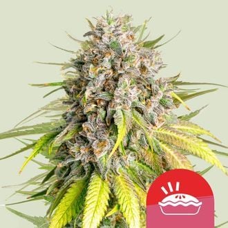 Punch Pie (Royal Queen Seeds) femminizzata