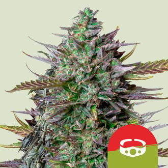 GOAT'lato Automatic (Royal Queen Seeds) femminizzata