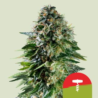 Corkscrew Automatic (Royal Queen Seeds) femminizzata