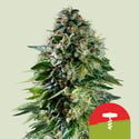 Corkscrew Automatic (Royal Queen Seeds) femminizzata