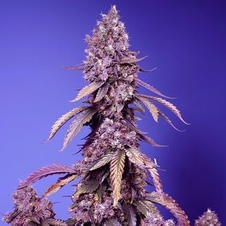 Black Muffin F1 Fast Version (Sweet Seeds) femminizzata