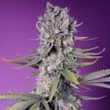 Papaya Zoap F1 Fast Version (Sweet Seeds) femminizzata