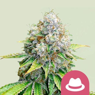 OG Kush (Royal Queen Seeds) femminizzata