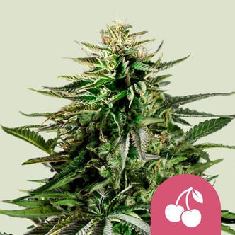 Cherry Pie (Royal Queen Seeds) femminizzata