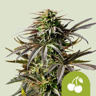 Cherry Pie Automatic (Royal Queen Seeds) femminizzata