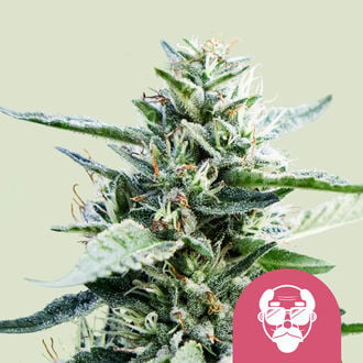 Granddaddy Purple (Royal Queen Seeds) femminizzata