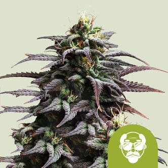 Granddaddy Purple Automatic (Royal Queen Seeds) femminizzata