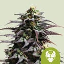 Granddaddy Purple Automatic (Royal Queen Seeds) femminizzata