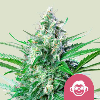 Grape Ape (Royal Queen Seeds) femminizzata