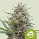 Grape Ape Automatic (Royal Queen Seeds) femminizzata