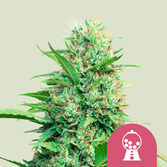 Pink Runtz Automatic (Royal Queen Seeds) femminizzata