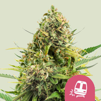 Trainwreck (Royal Queen Seeds) femminizzata