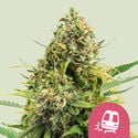 Trainwreck (Royal Queen Seeds) femminizzata