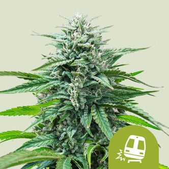 Trainwreck Automatic (Royal Queen Seeds) femminizzata
