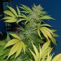 G13 x Skunk (Mr. Nice) regolare