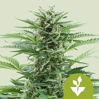 Easy Bud Automatic (Royal Queen Seeds) femminizzata