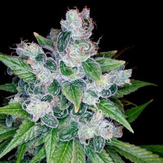 Kandy Kush (Reserva Privada) femminilizzata