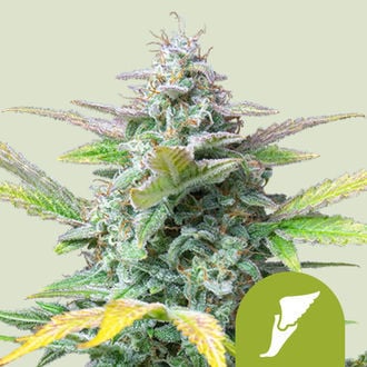 Quick One Automatic (Royal Queen Seeds) femminizzata