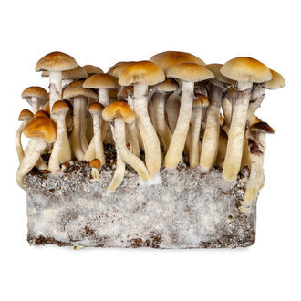 Thai - Siringa di Coltura Liquida (Acid Shroomz)