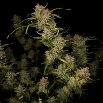 Guava Auto (FastBuds) femminizzata