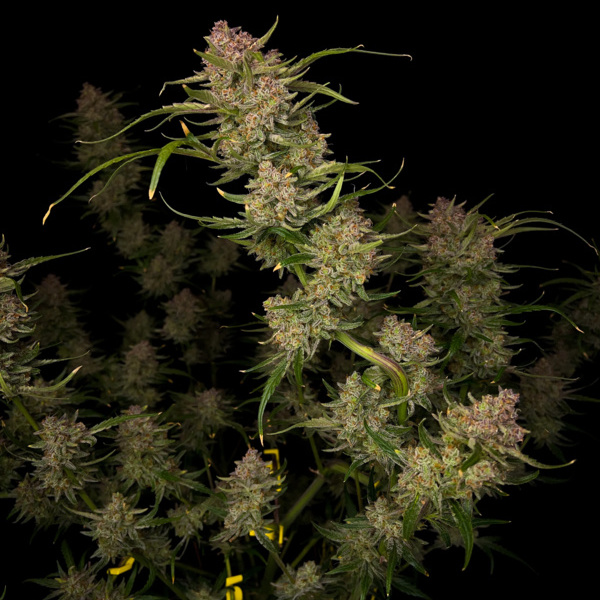 Guava Auto (FastBuds) femminizzata