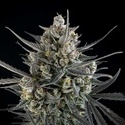 Pound Cake Auto (FastBuds) femminizzata