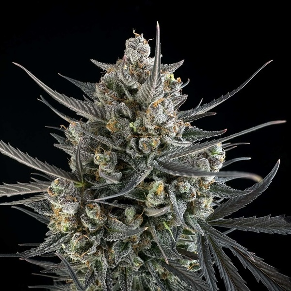 Pound Cake Auto (FastBuds) femminizzata