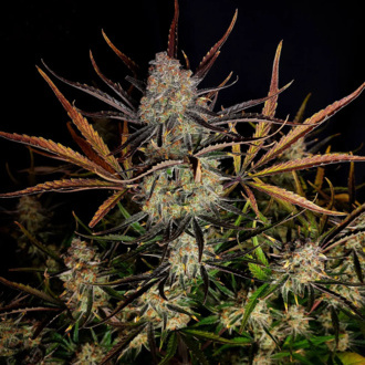 Apple Strudel Auto (FastBuds) femminizzata