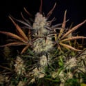 Apple Strudel Auto (FastBuds) femminizzata
