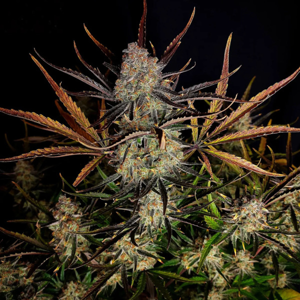 Apple Strudel Auto (FastBuds) femminizzata