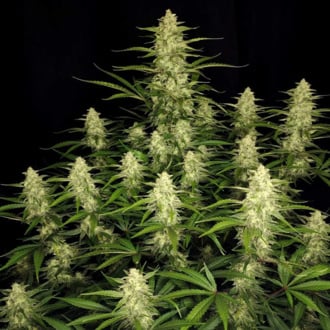 Papaya Cookies Auto (FastBuds) femminizzata