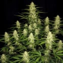 Papaya Cookies Auto (FastBuds) femminizzata