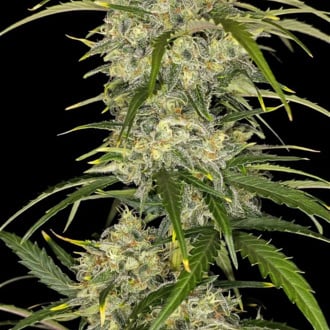 Sour Jealousy Auto (FastBuds) femminizzata