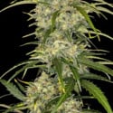Sour Jealousy Auto (FastBuds) femminizzata