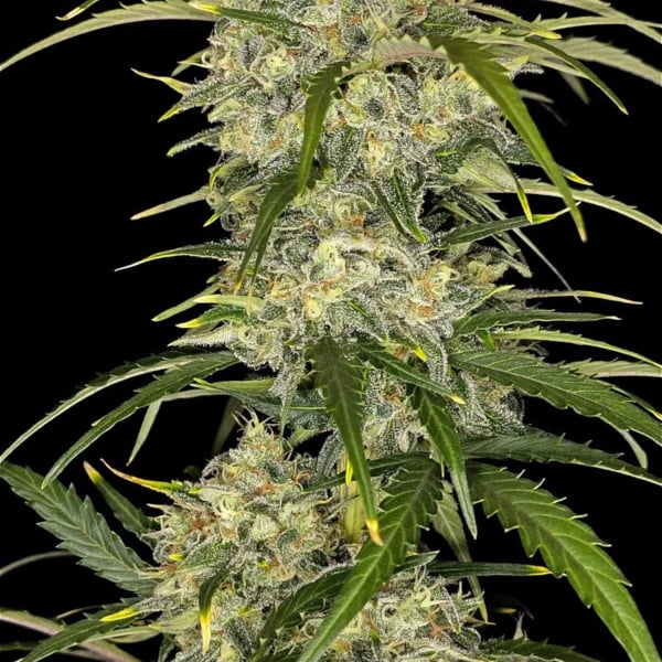Sour Jealousy Auto (FastBuds) femminizzata