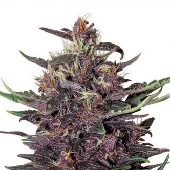 Buddha Purple Kush (Buddha Seeds) femminizzata