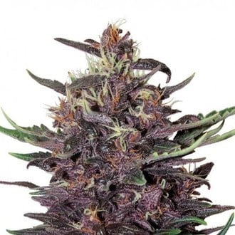 Purple Kush Auto (Buddha Seeds) femminizzata