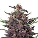 Purple Kush Auto (Buddha Seeds) femminizzata