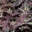 Purple Kush Auto (Buddha Seeds) femminizzata