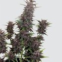 Purple Kush Auto (Buddha Seeds) femminizzata