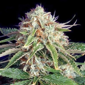 Fast Ryder II (Bulldog Seeds) femminizzata