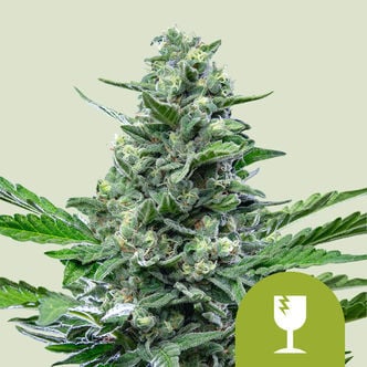 Royal Critical Automatic (Royal Queen Seeds) femminizzata