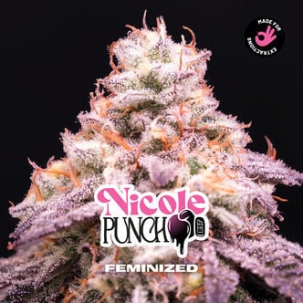 Nicole Punch (Zamnesia Seeds) femminizzata