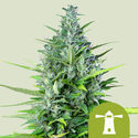 Royal Haze Automatic (Royal Queen Seeds) Femminizzata