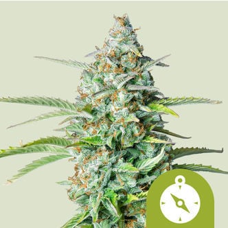 Northern Light Automatic (Royal Queen Seeds) femminizzata
