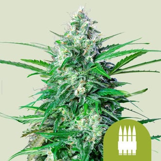 Royal AK Automatic (Royal Queen Seeds) femminizzata