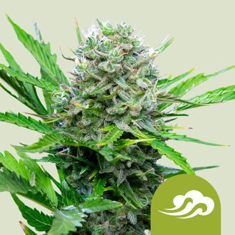 Royal Bluematic (Royal Queen Seeds) femminizzata