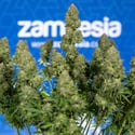Ghost Train Haze Automatic (Zamnesia Seeds) femminizzata